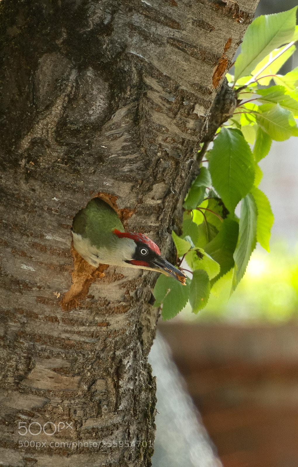 Canon EOS 7D Mark II sample photo. Picchio verde photography
