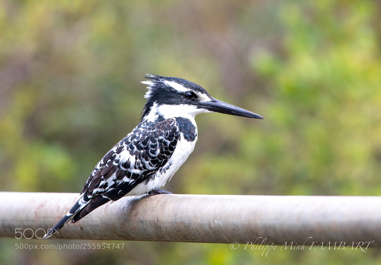 Canon EOS 5D Mark IV sample photo. Pied kingfisher at masai photography