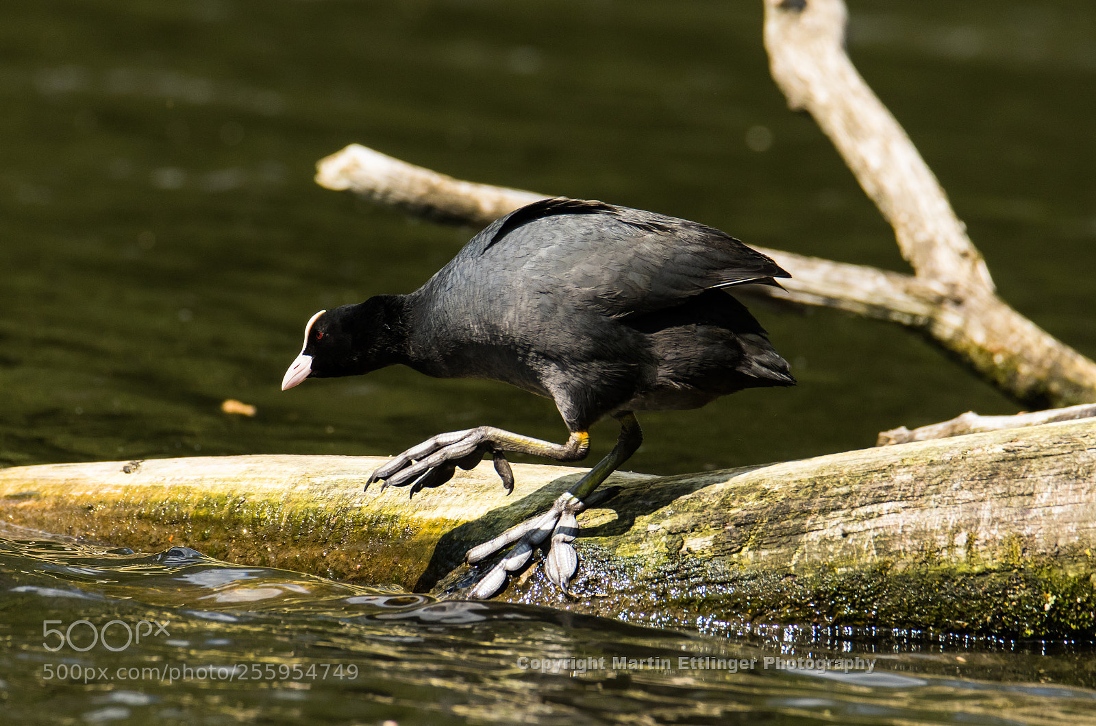 Canon EOS 7D Mark II sample photo. Black coot fulica atra photography