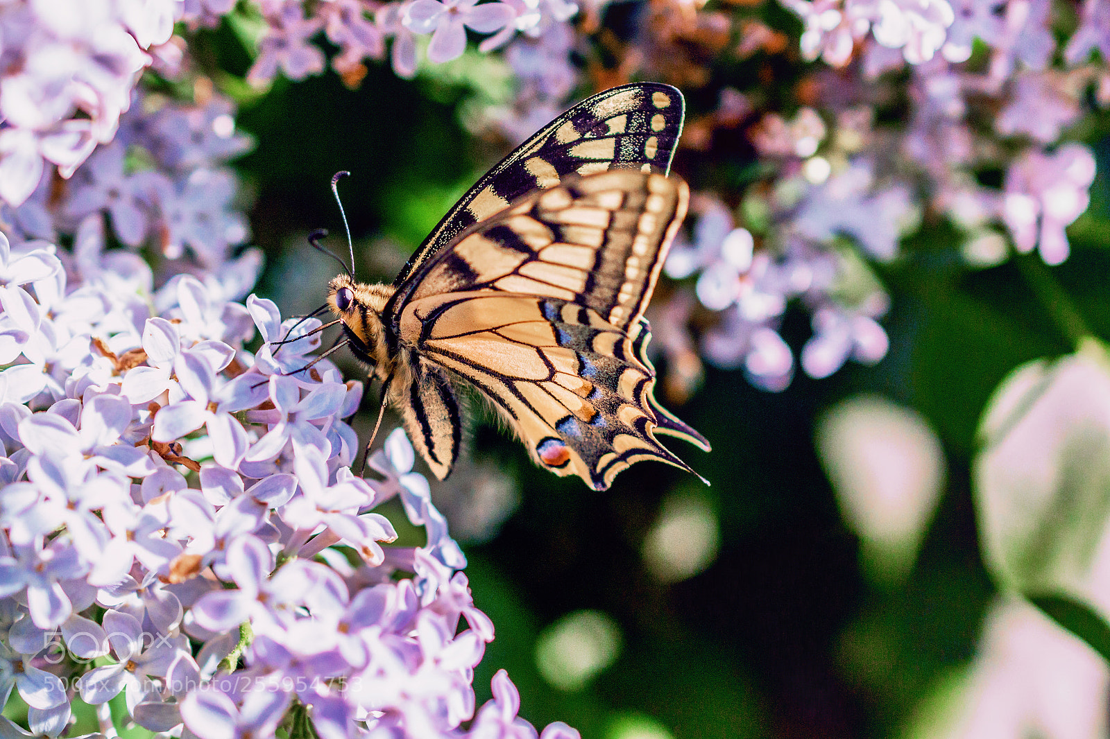 Nikon D3100 sample photo. A dovetail in lilac photography
