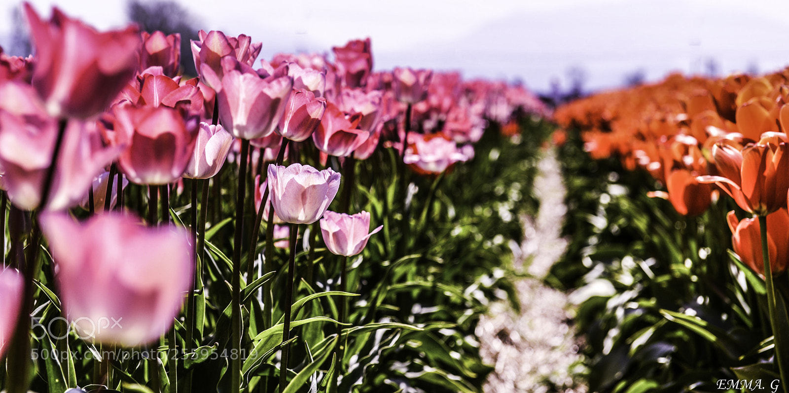 Nikon D800 sample photo. Tulip photography