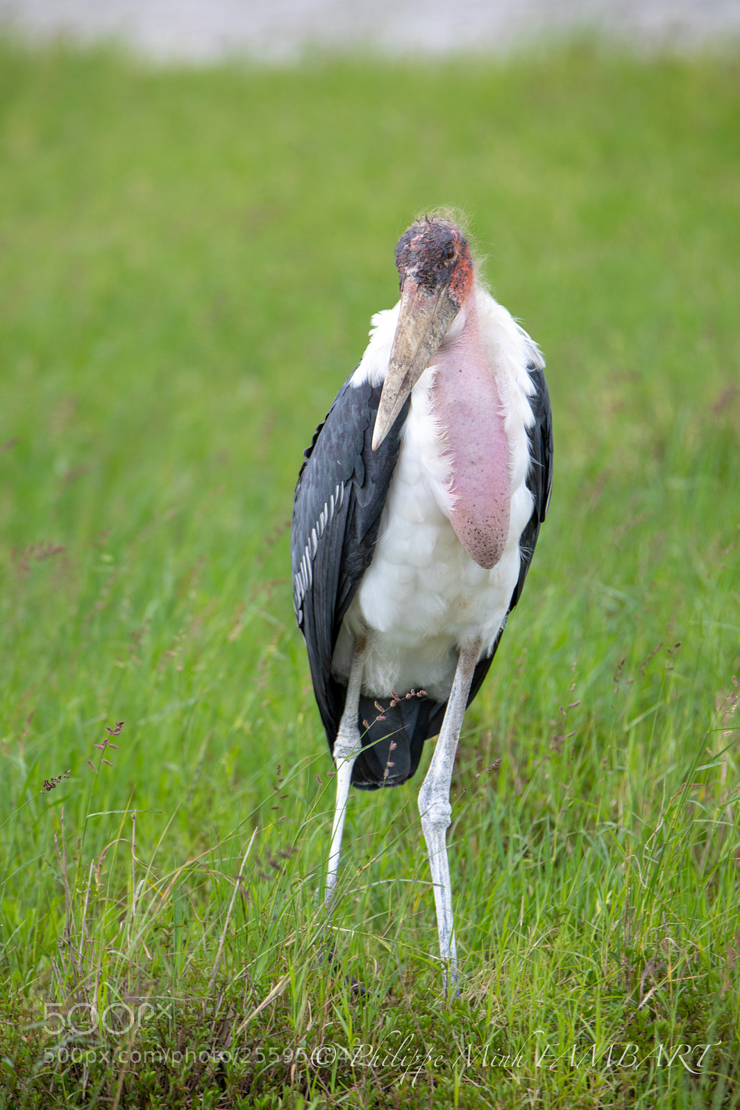 Canon EOS 5D Mark IV sample photo. Vulture at masai mara photography