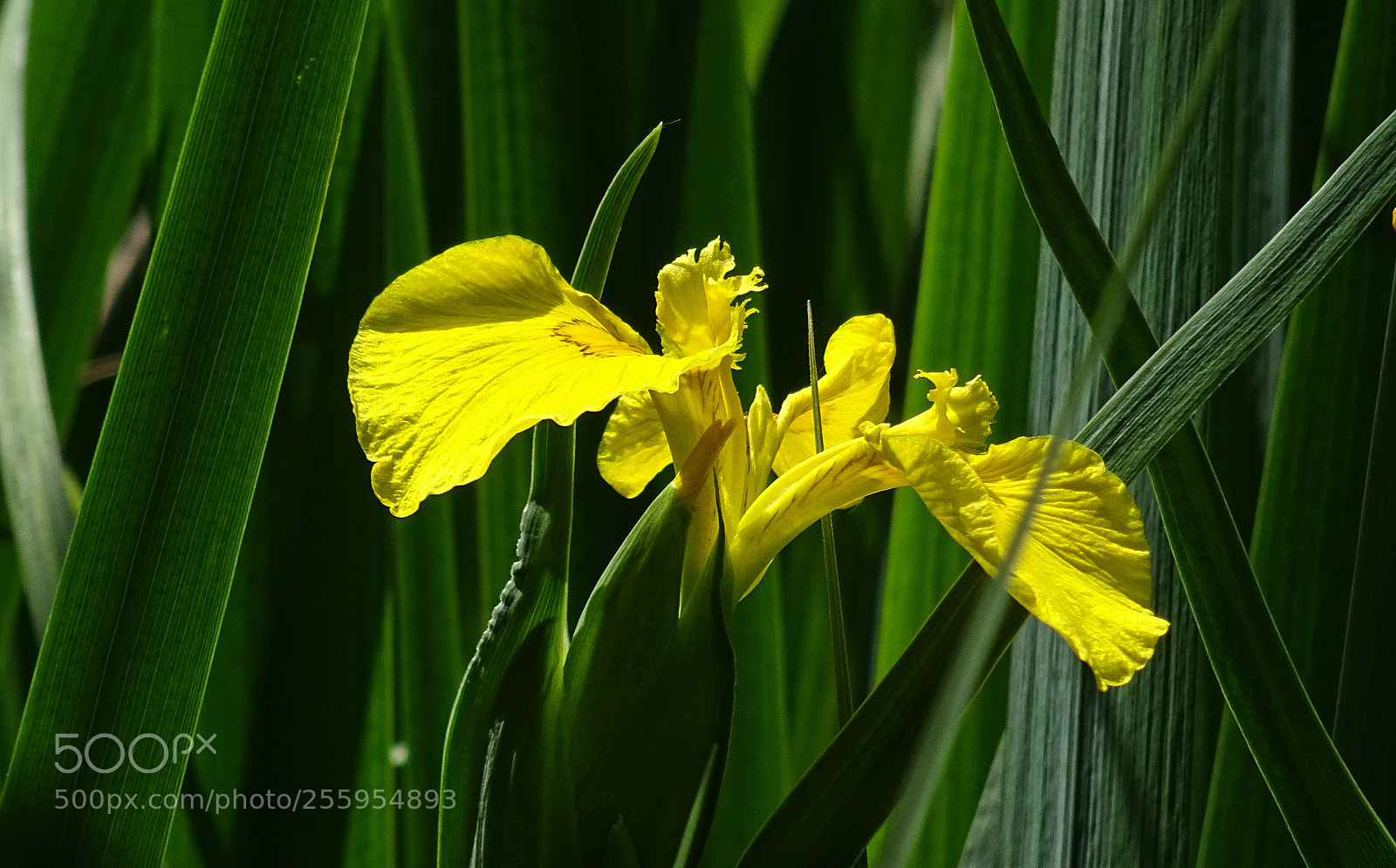 Sony DSC-HX60 sample photo. The yellow iris photography