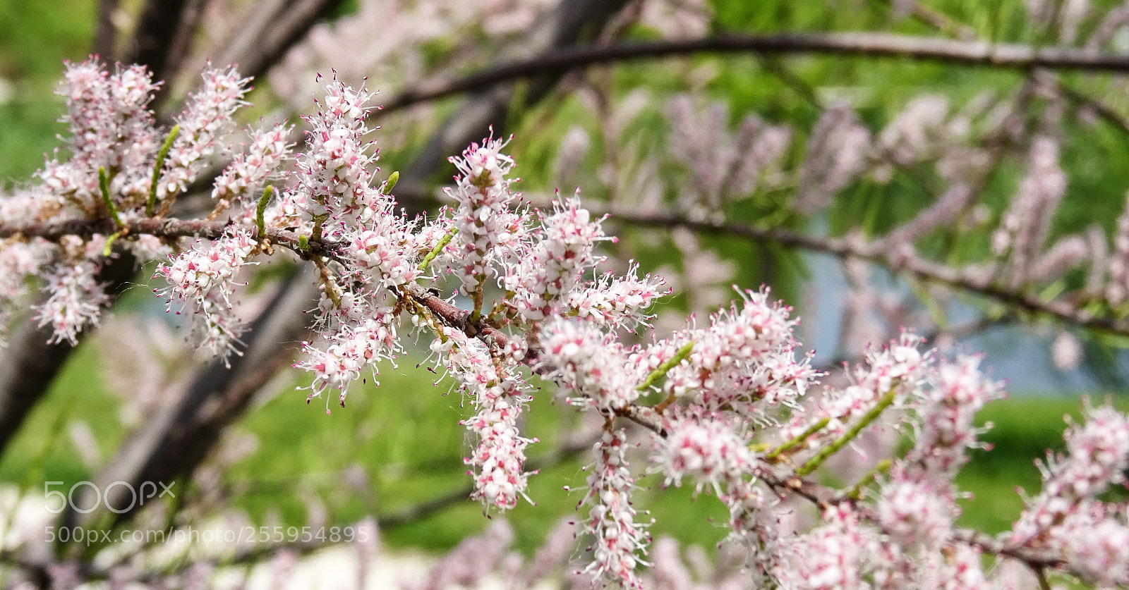 Sony DSC-HX60 sample photo. Spring is here, the photography