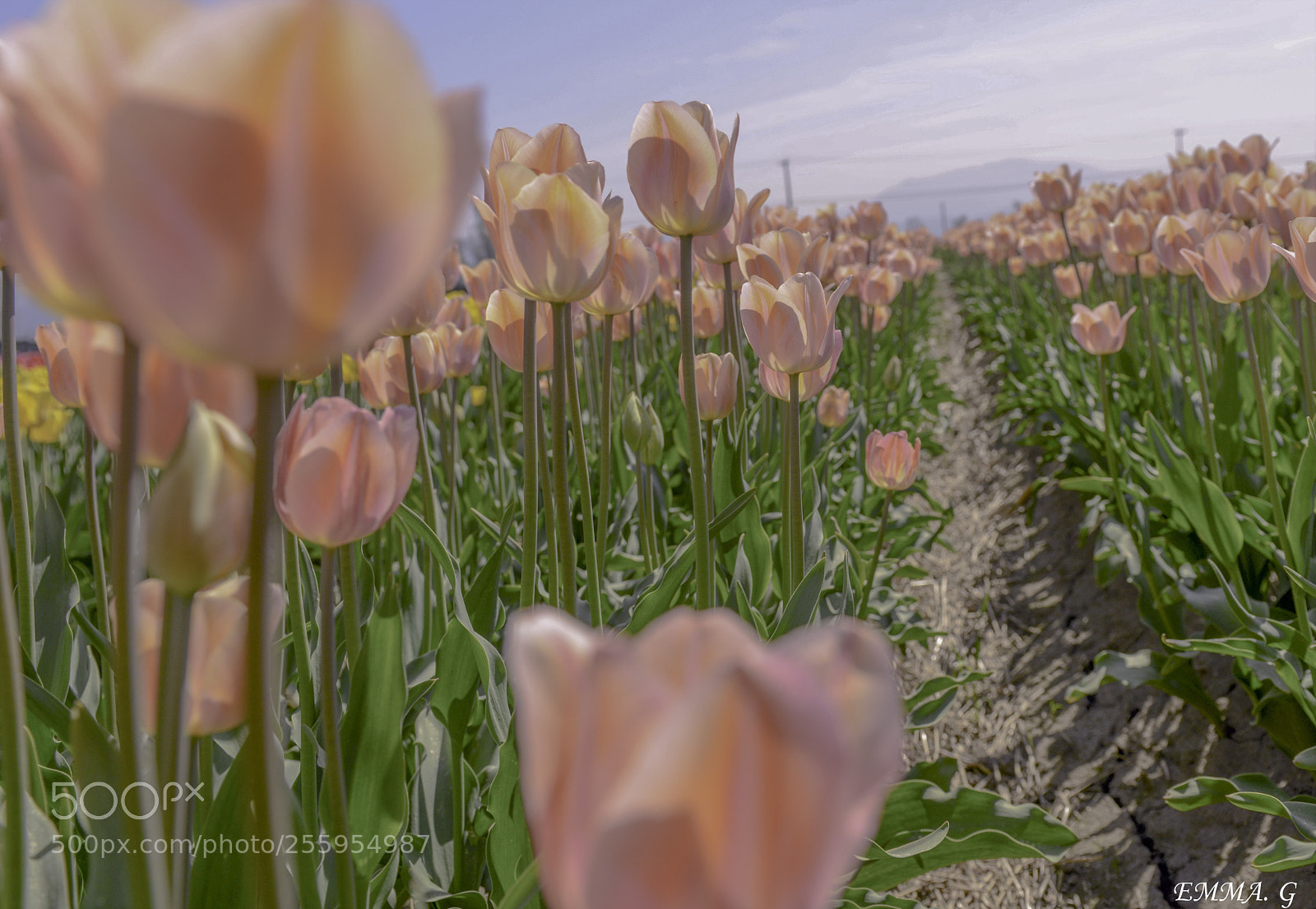 Nikon D800 sample photo. Tulip photography