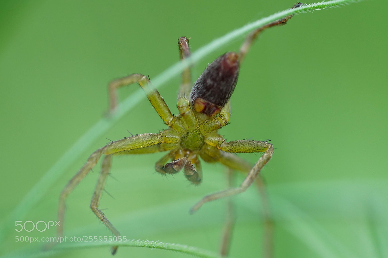 Sony a6500 sample photo. Spider photography