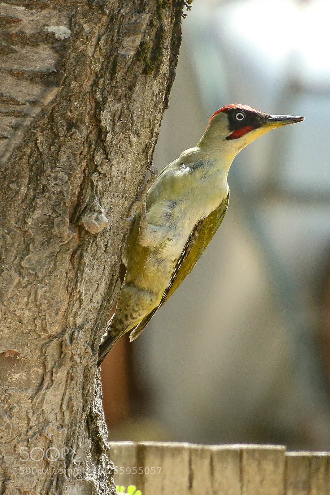Canon EOS 7D Mark II sample photo. Picchio verde photography