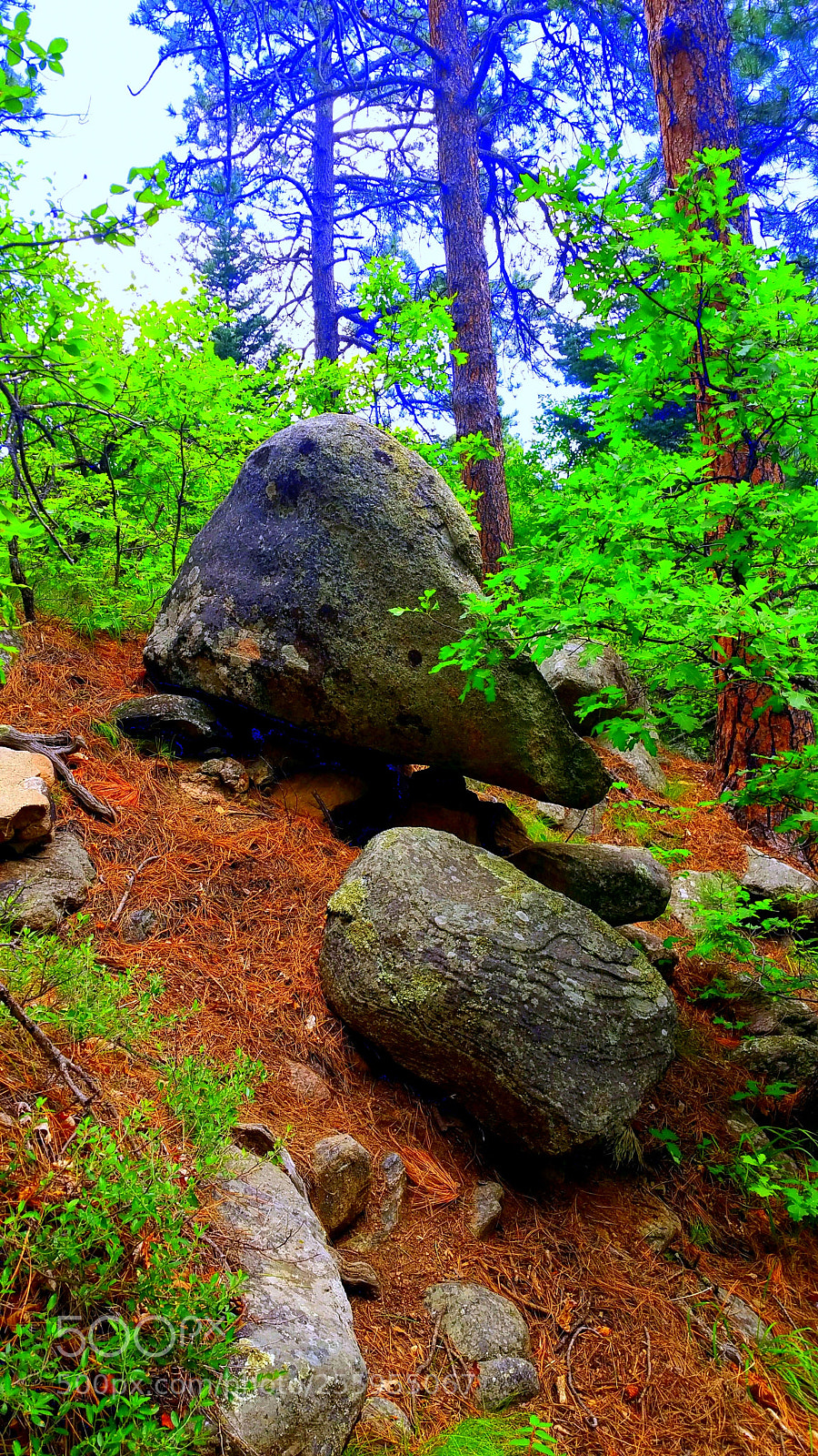 Samsung Galaxy Note4 sample photo. Blue forest photography
