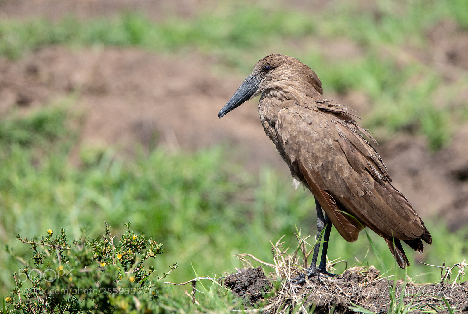 Canon EOS 5D Mark IV sample photo. Hamerkop at masai mara photography