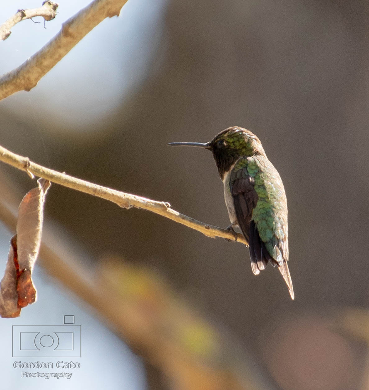 Canon EOS 200D (EOS Rebel SL2 / EOS Kiss X9) sample photo. Hummingbird photography