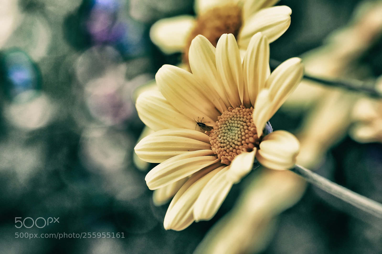 Nikon D500 sample photo. Yellowspringflower photography