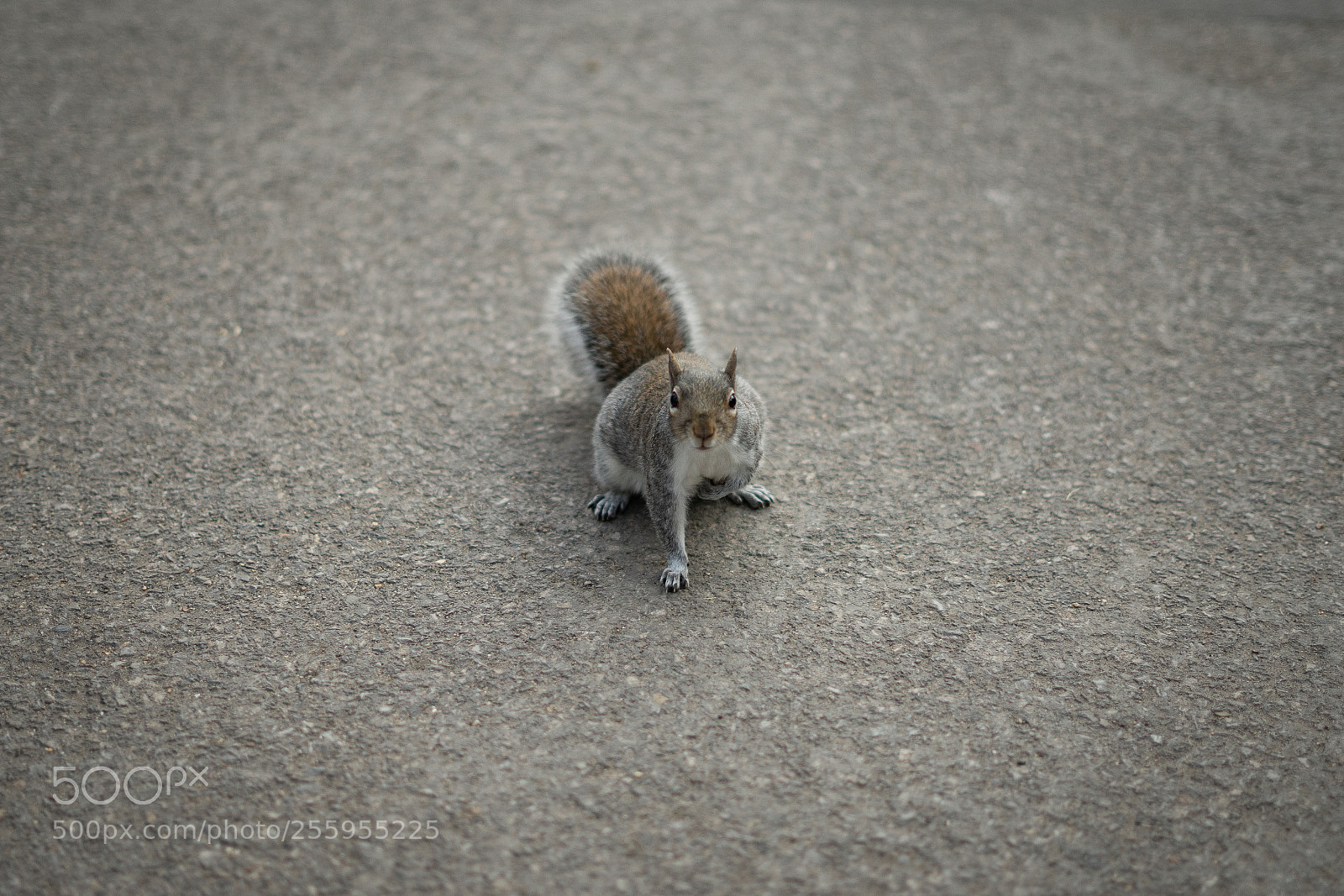 Sony a7 sample photo. Dsc photography