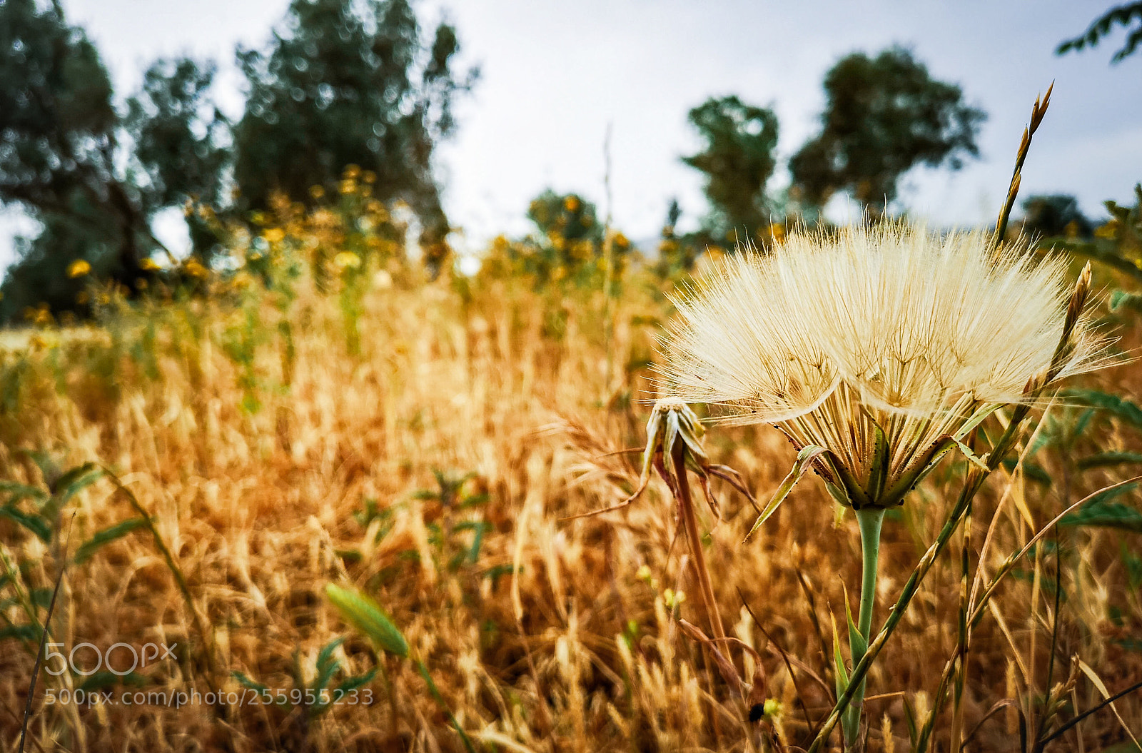 HUAWEI CLT-L29 sample photo. Untitled photography