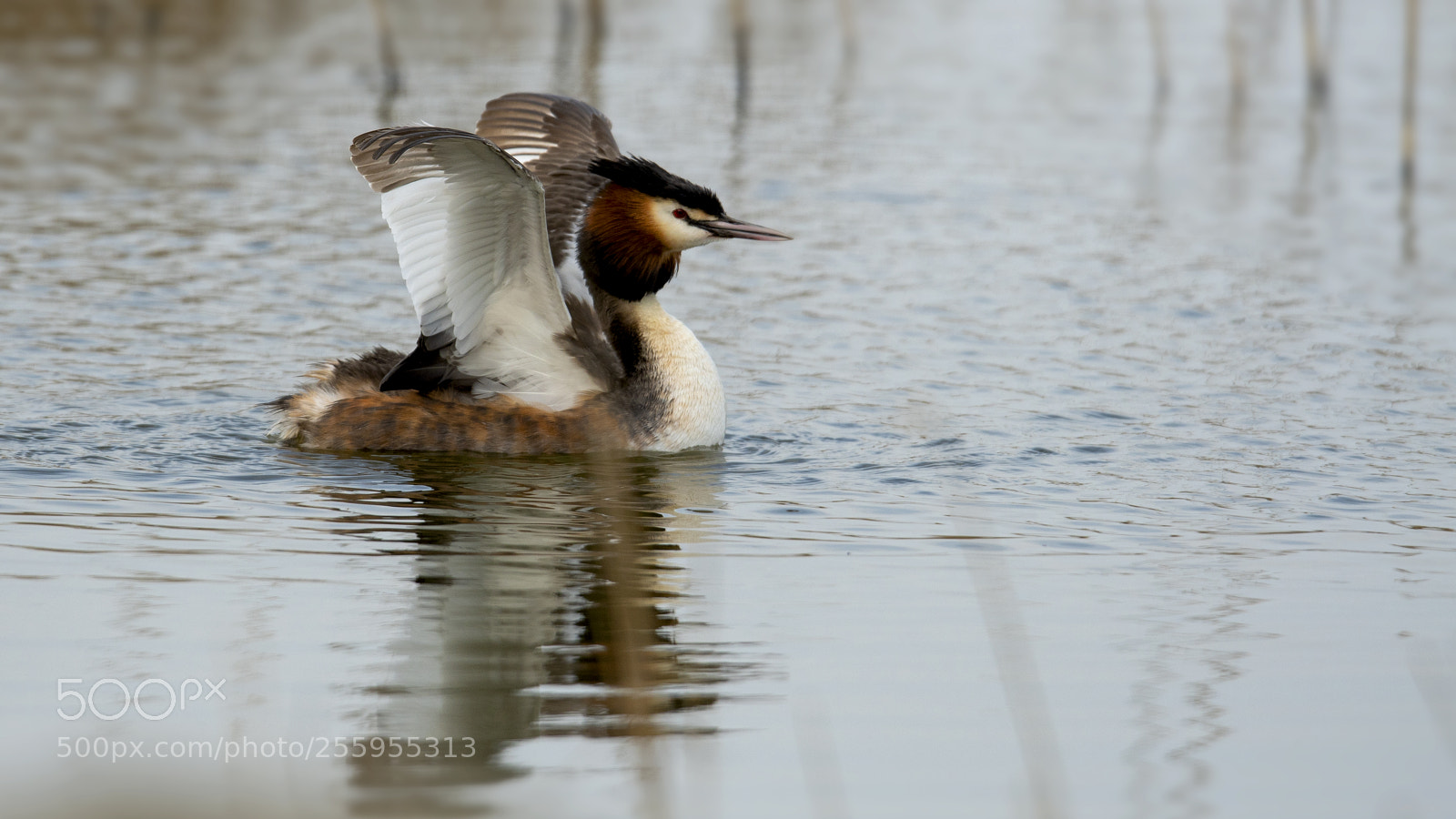 Nikon D500 sample photo. Great crested grebe photography