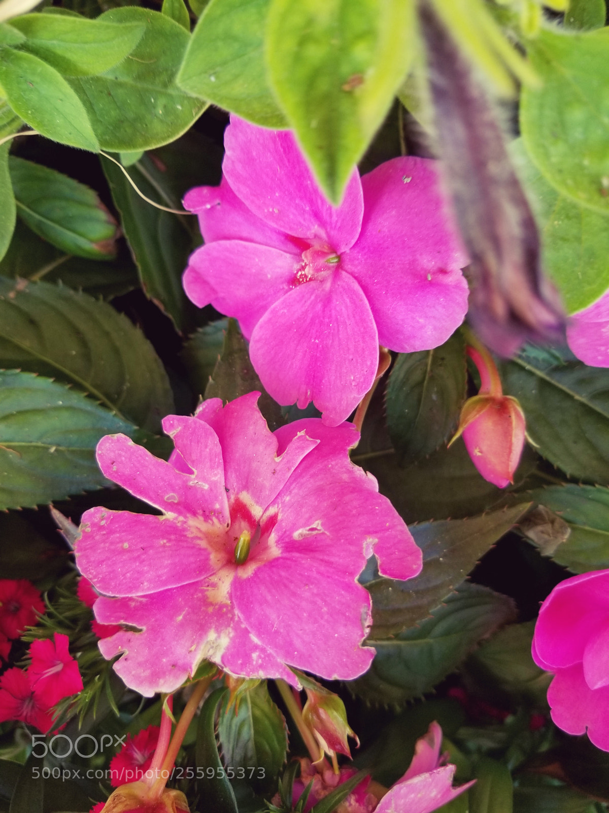 Samsung Galaxy S8+ sample photo. These photography