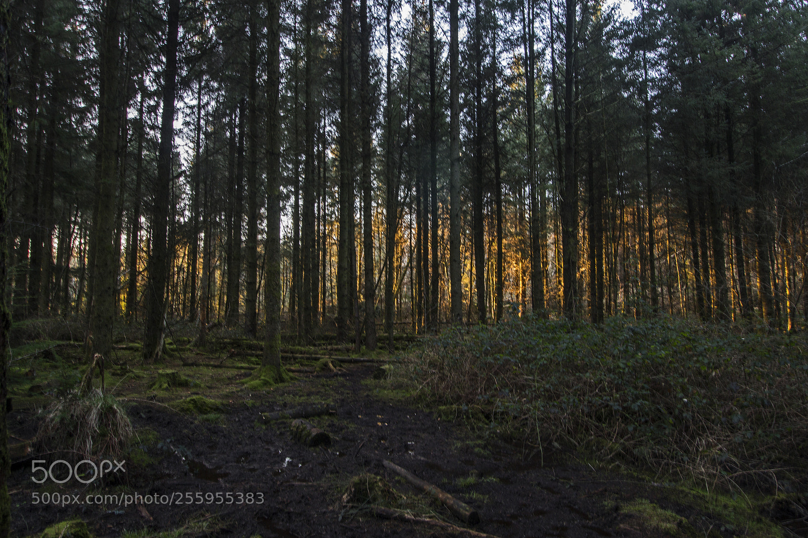 Canon EOS 700D (EOS Rebel T5i / EOS Kiss X7i) sample photo. Sunset at hensol forest photography