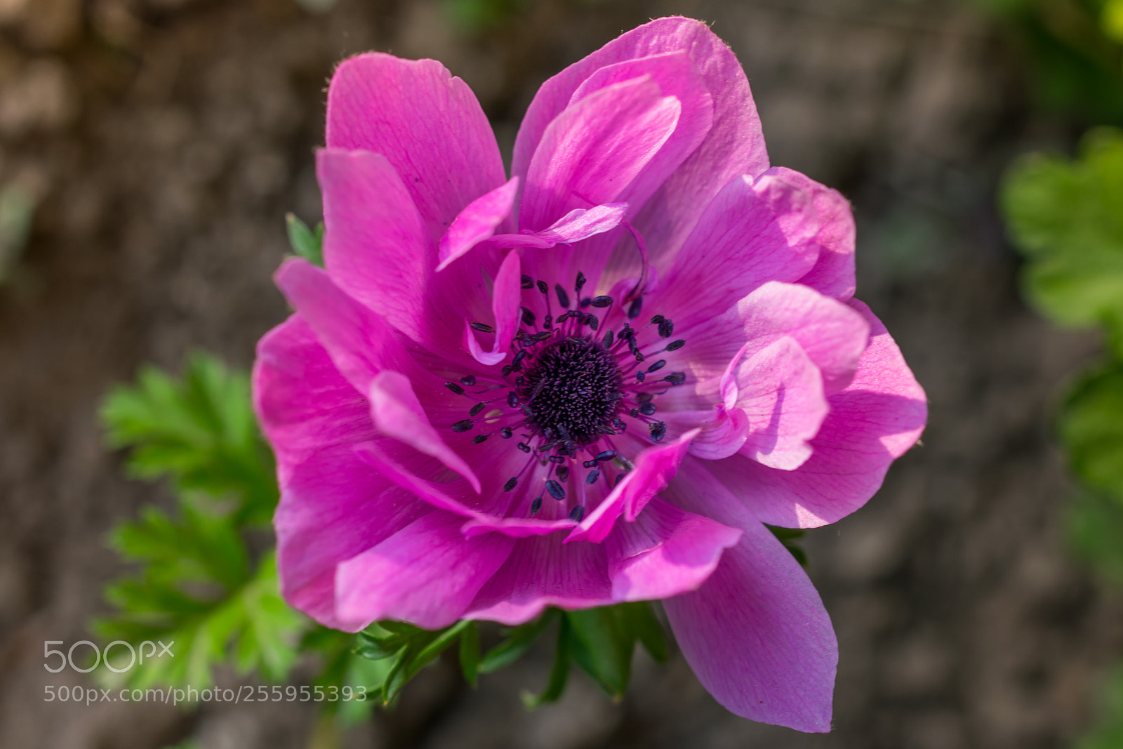 Nikon D5300 sample photo. Anemona photography