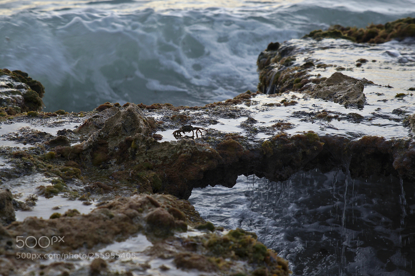 Pentax K-1 sample photo. Attention, crab on the photography