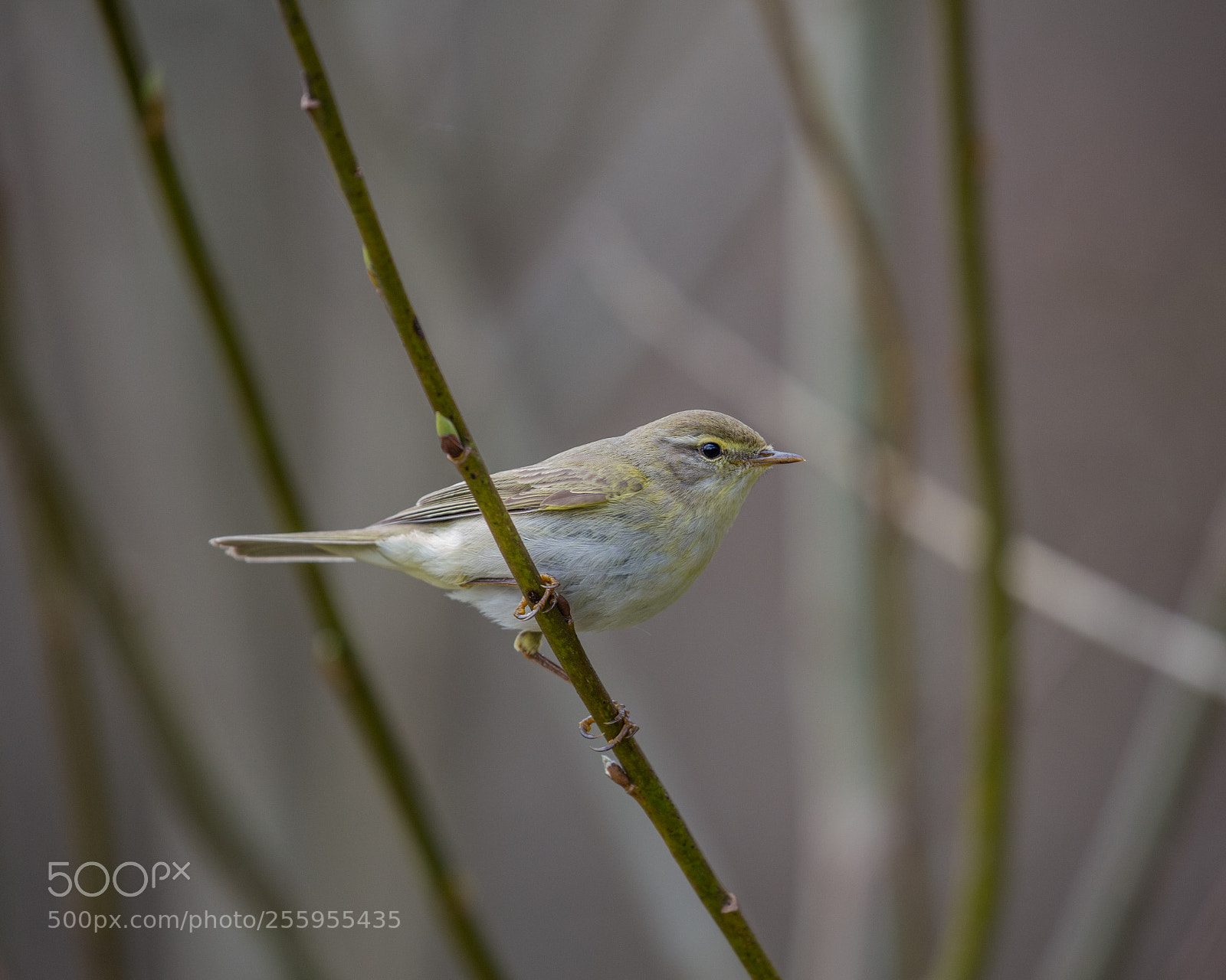Canon EOS 6D sample photo. Willow warbler photography