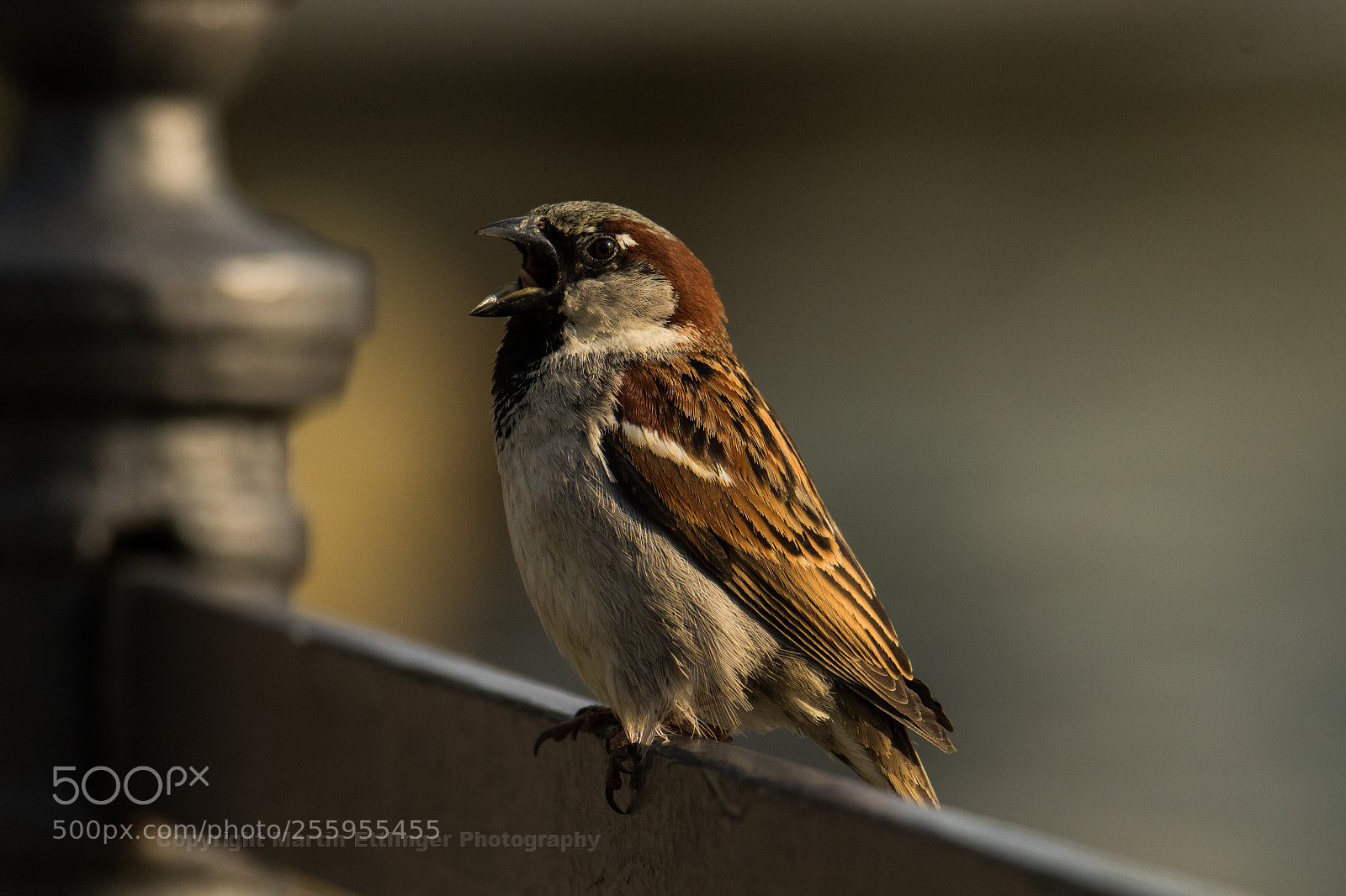 Canon EOS 7D Mark II sample photo. Sparrow passer domesticus with photography