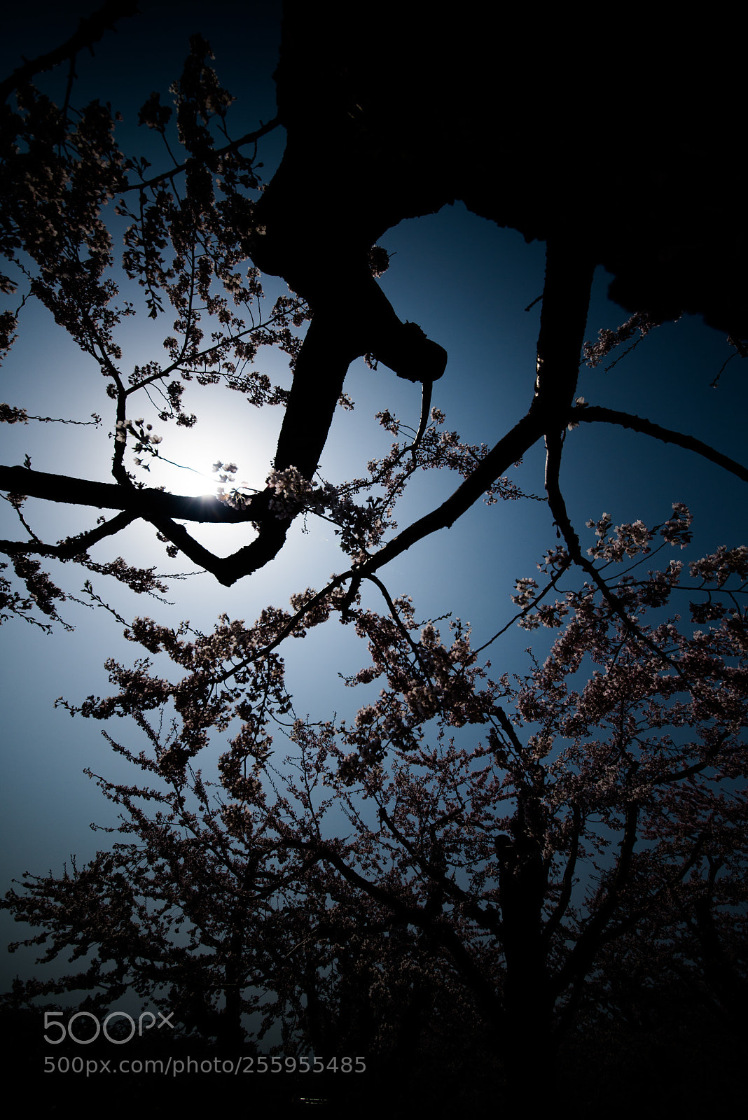 Nikon D810 sample photo. Sunshine photography