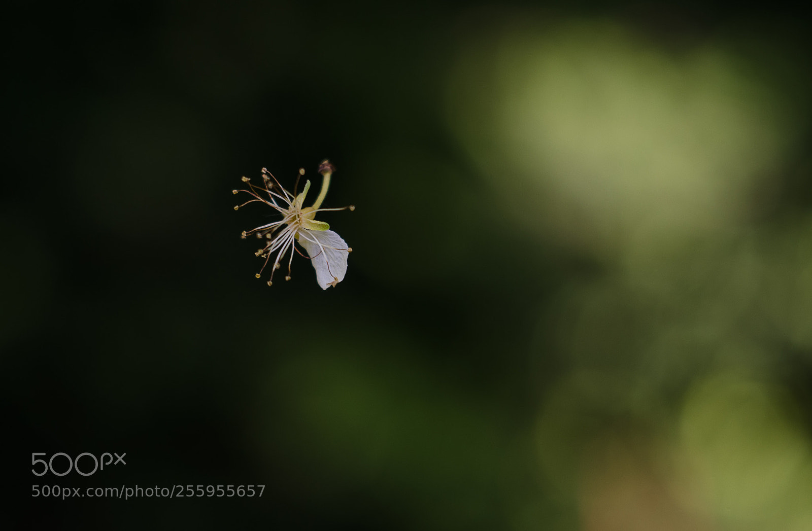 Nikon D7000 sample photo. Levitation photography