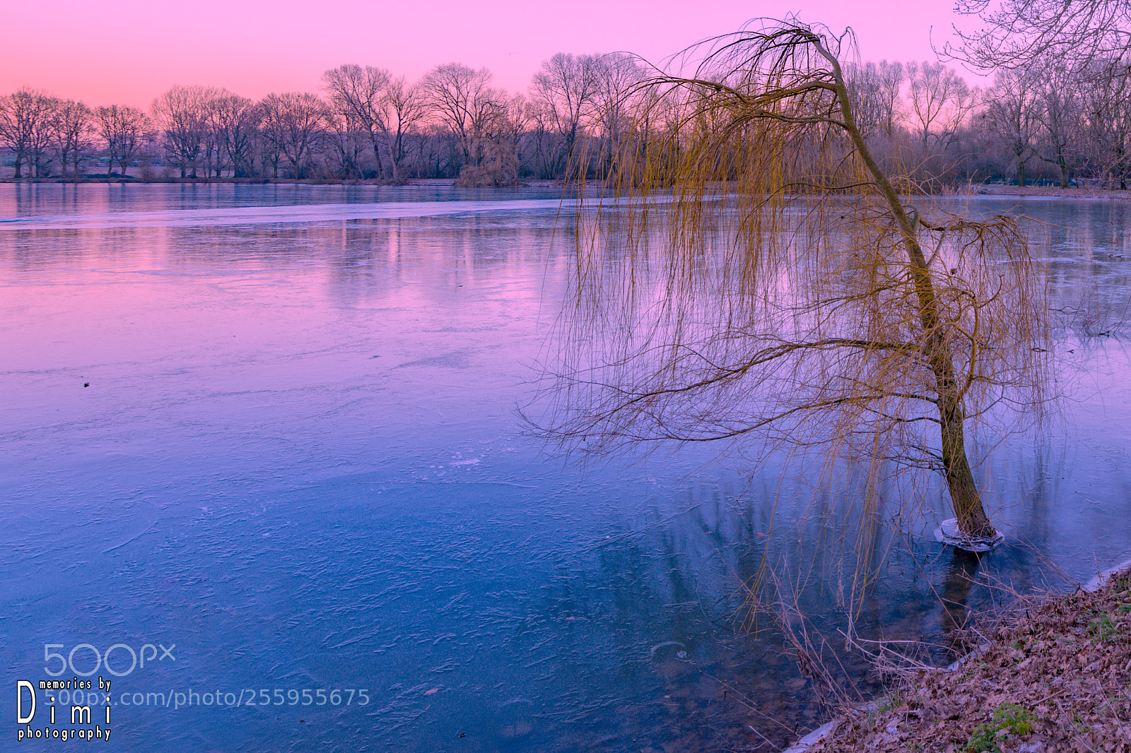 Nikon D7200 sample photo. Trapped in ice photography