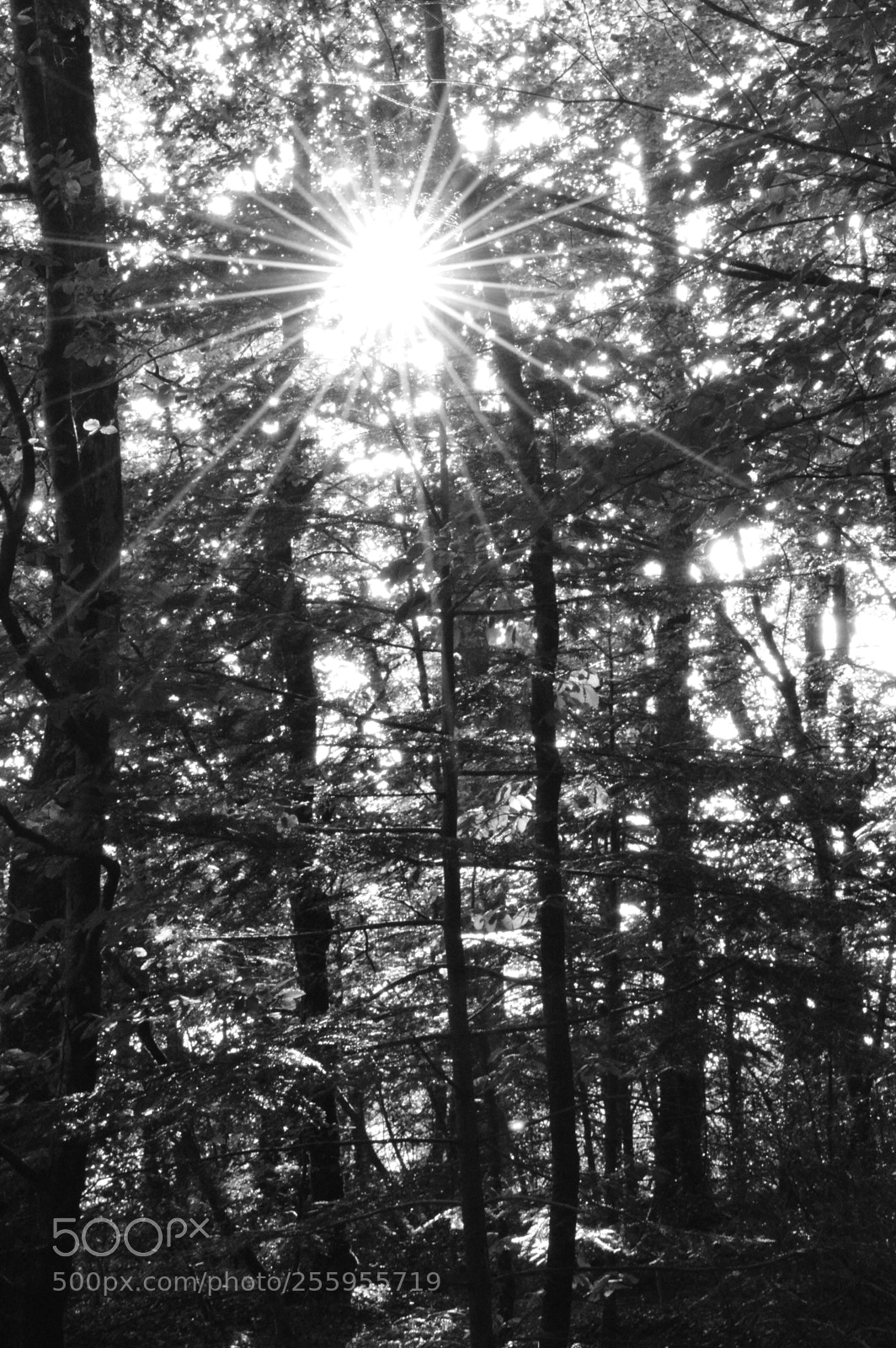 Nikon D3200 sample photo. En forêt photography