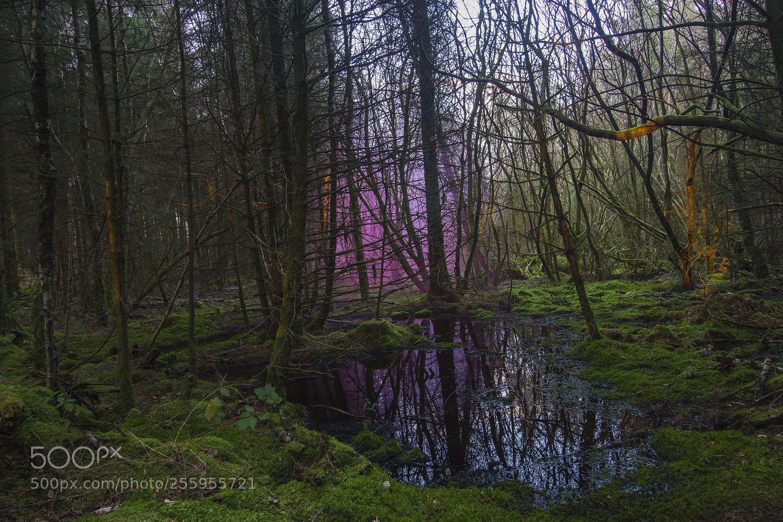 Canon EOS 700D (EOS Rebel T5i / EOS Kiss X7i) sample photo. Pink & purple apparition photography