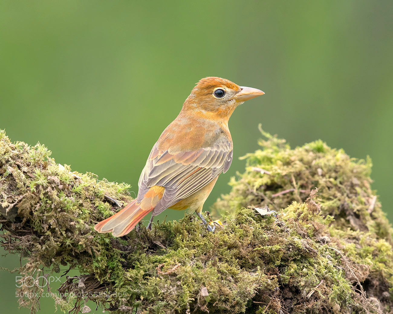 Canon EOS-1D X Mark II sample photo. Summer tanager female photography
