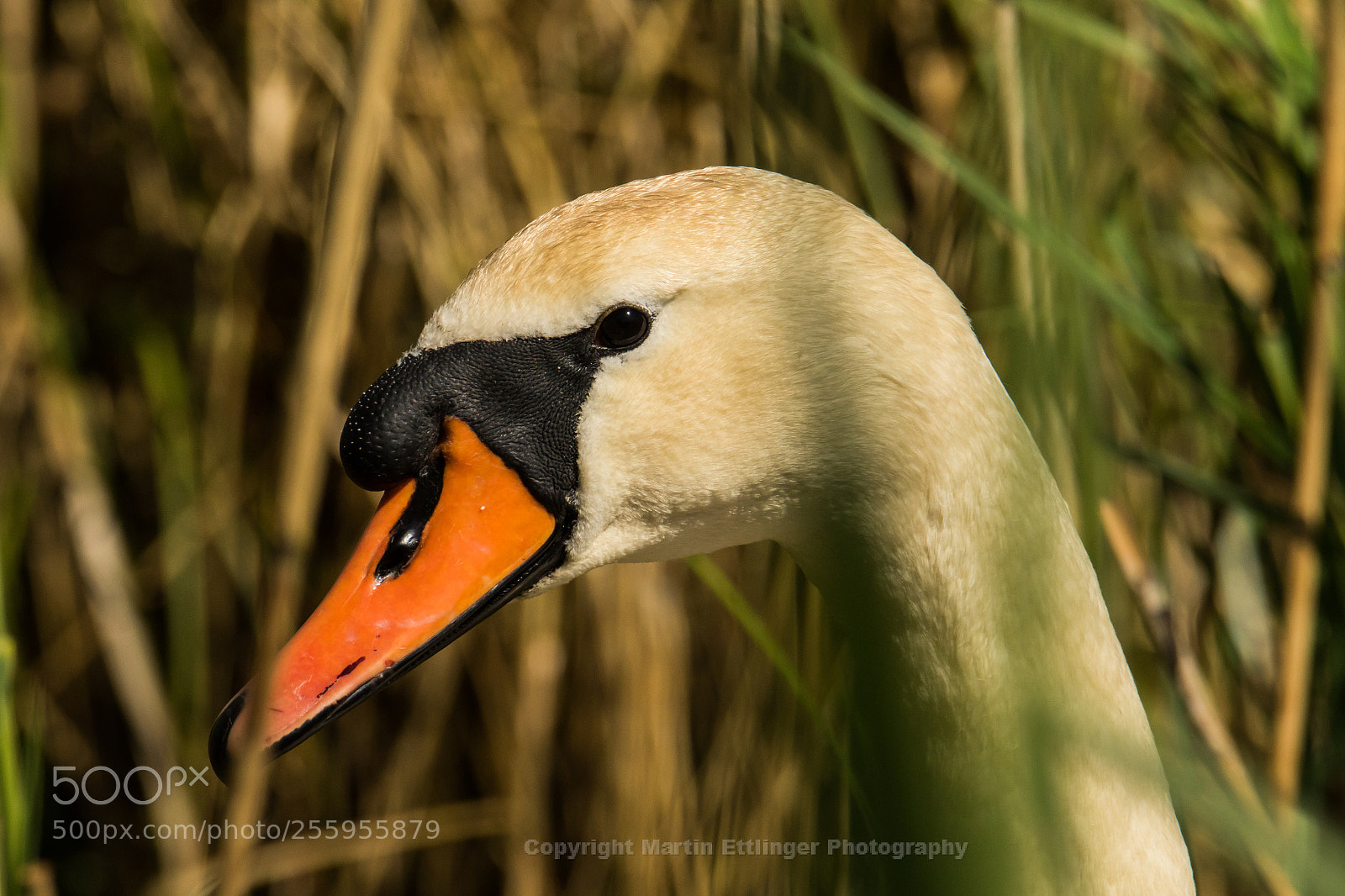 Canon EOS 7D Mark II sample photo. Mute swan (cygnus olor)  29042018 photography