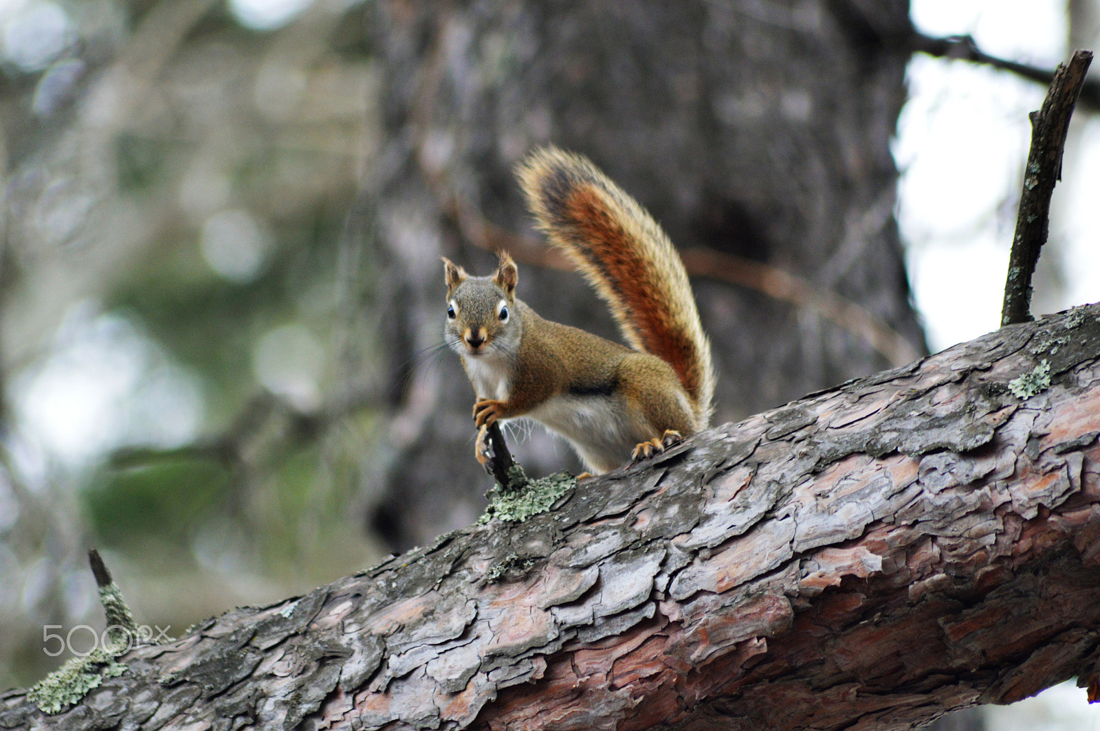 Nikon D3200 + Sigma 70-300mm F4-5.6 APO DG Macro sample photo. Strike a pose photography