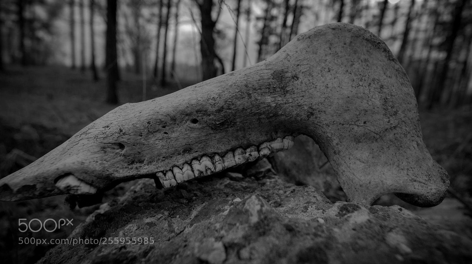 Nikon D600 sample photo. Untitled photography
