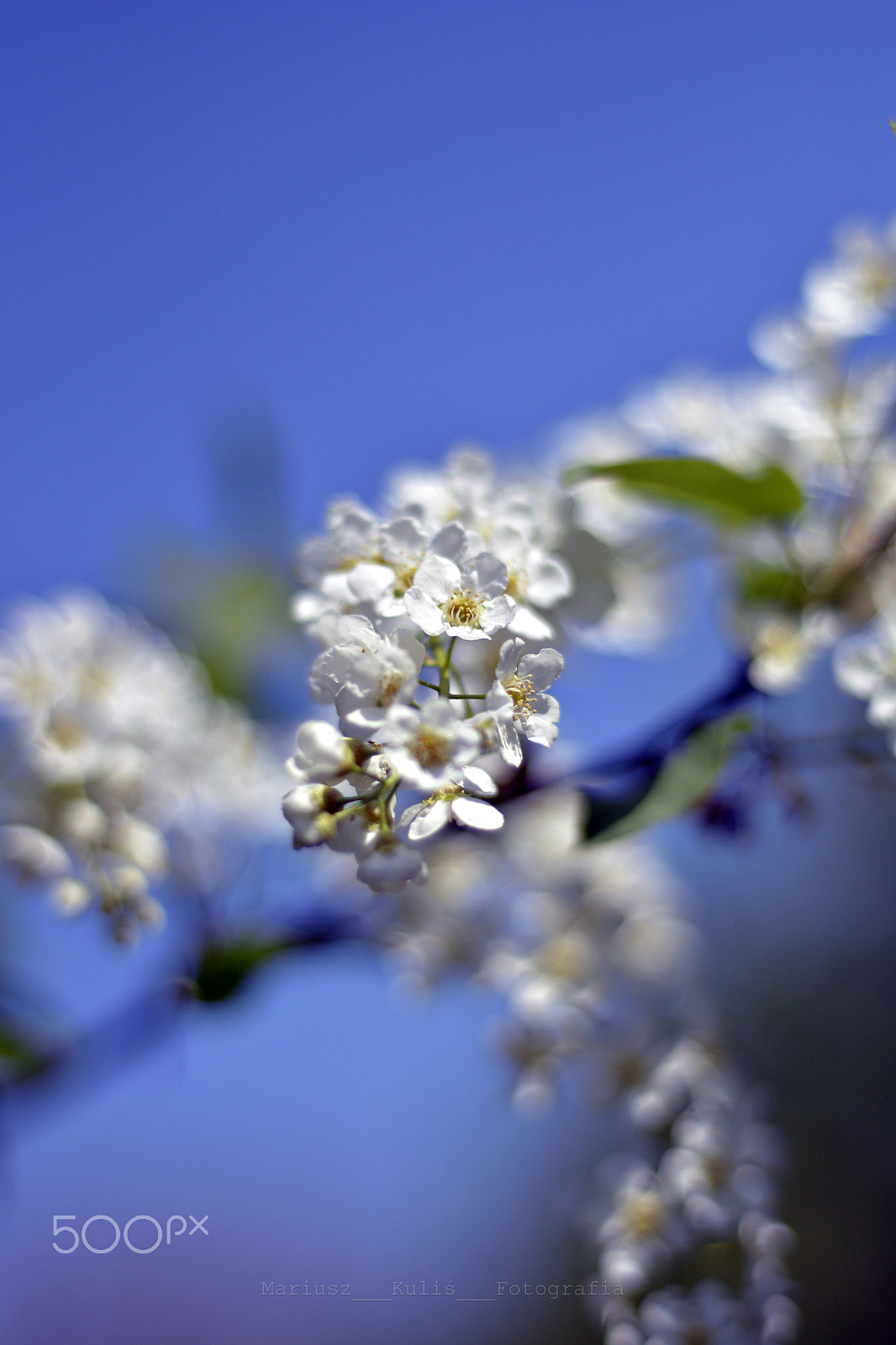 Nikon D5200 + Nikon AF Nikkor 50mm F1.8D sample photo. Flower photography