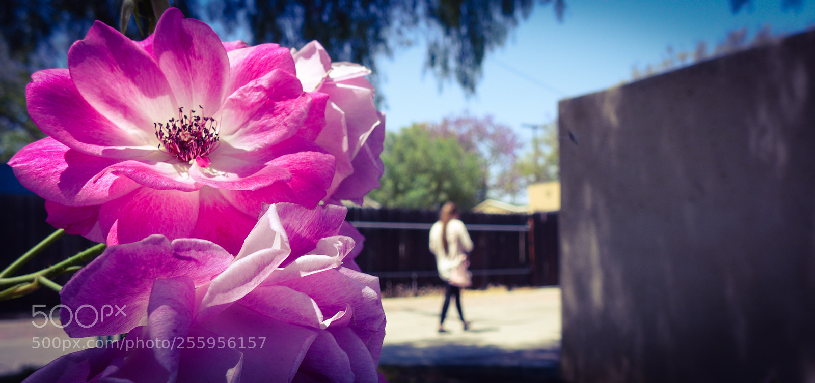 Panasonic Lumix DMC-LX7 sample photo. Flower and girl photography