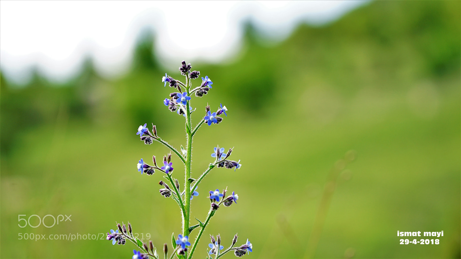 Sony a7 II sample photo. 19.jpg photography