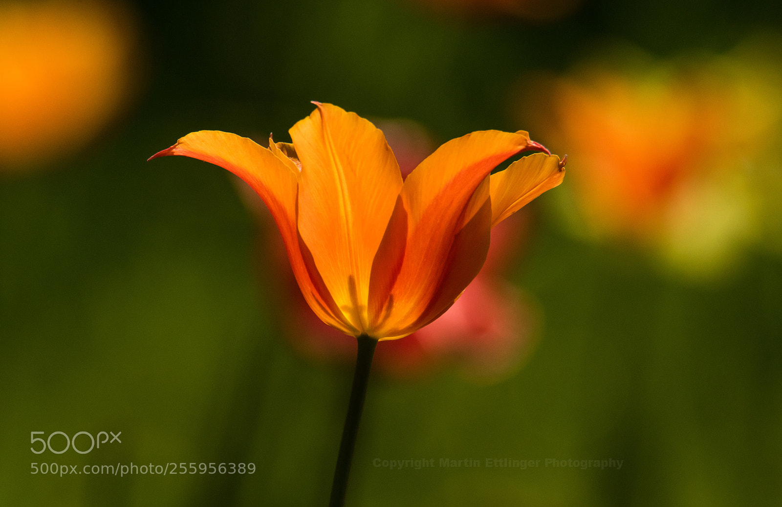 Canon EOS 7D Mark II sample photo. Tulip 22042018 photography