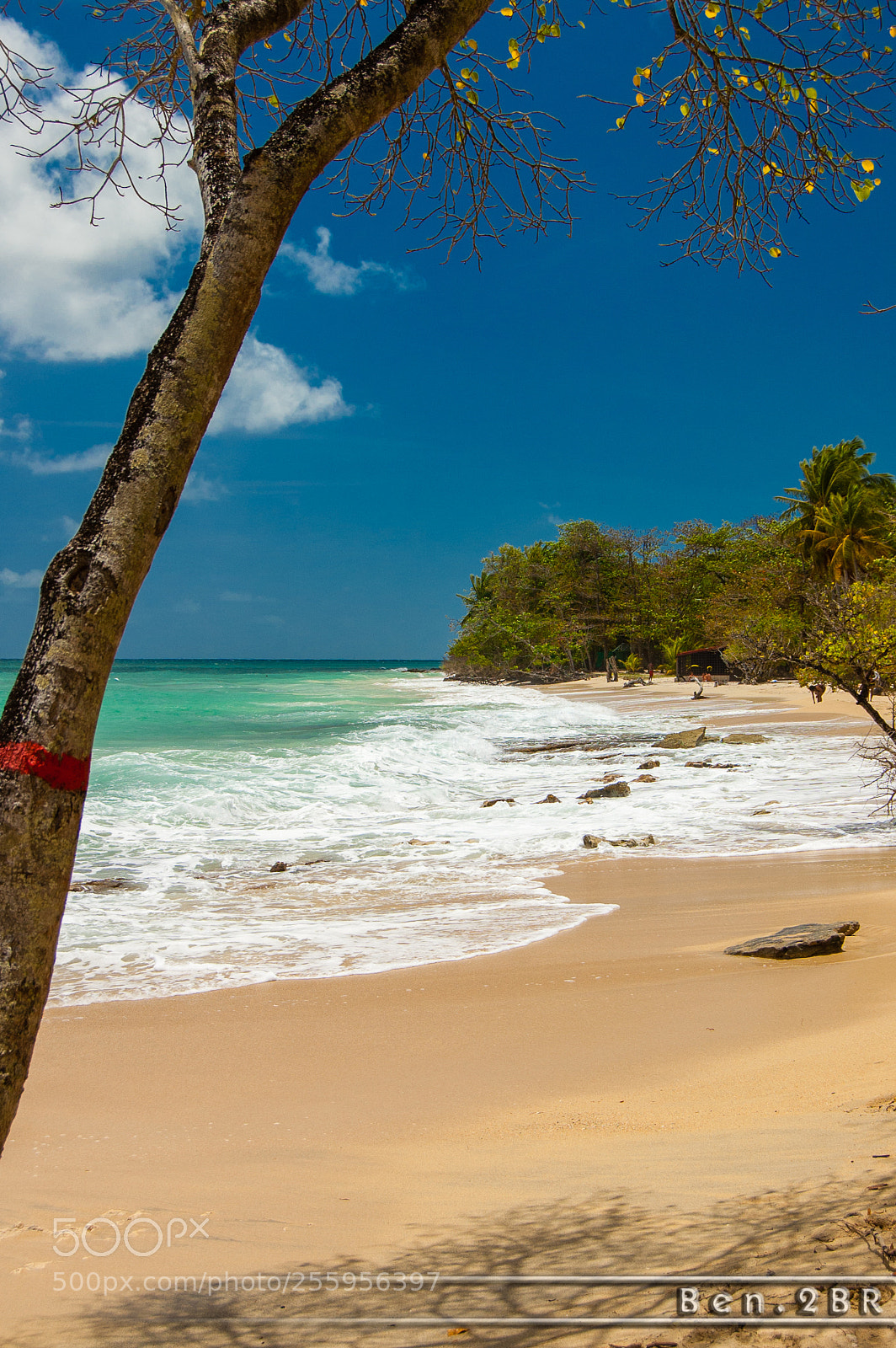 Nikon D40 sample photo. Couleurs de martinique photography
