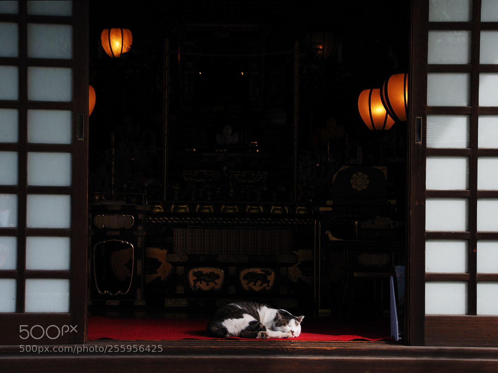Olympus PEN-F sample photo. Lord of a japanese photography