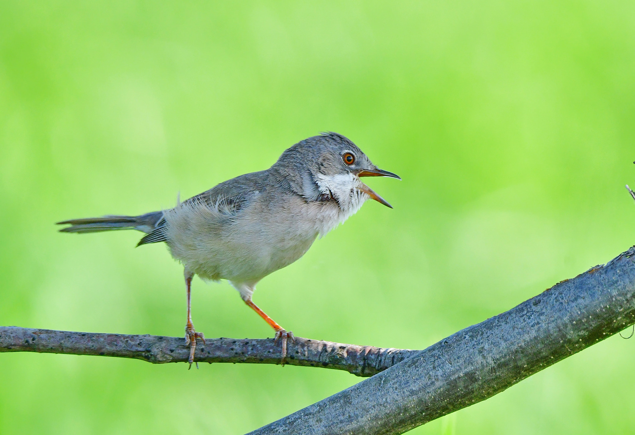 Nikon D500 + Sigma 150-600mm F5-6.3 DG OS HSM | S sample photo