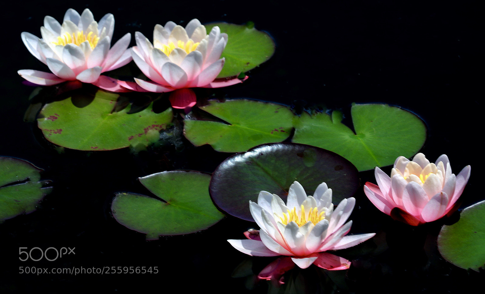 Canon EOS 7D Mark II sample photo. Waterlilys photography