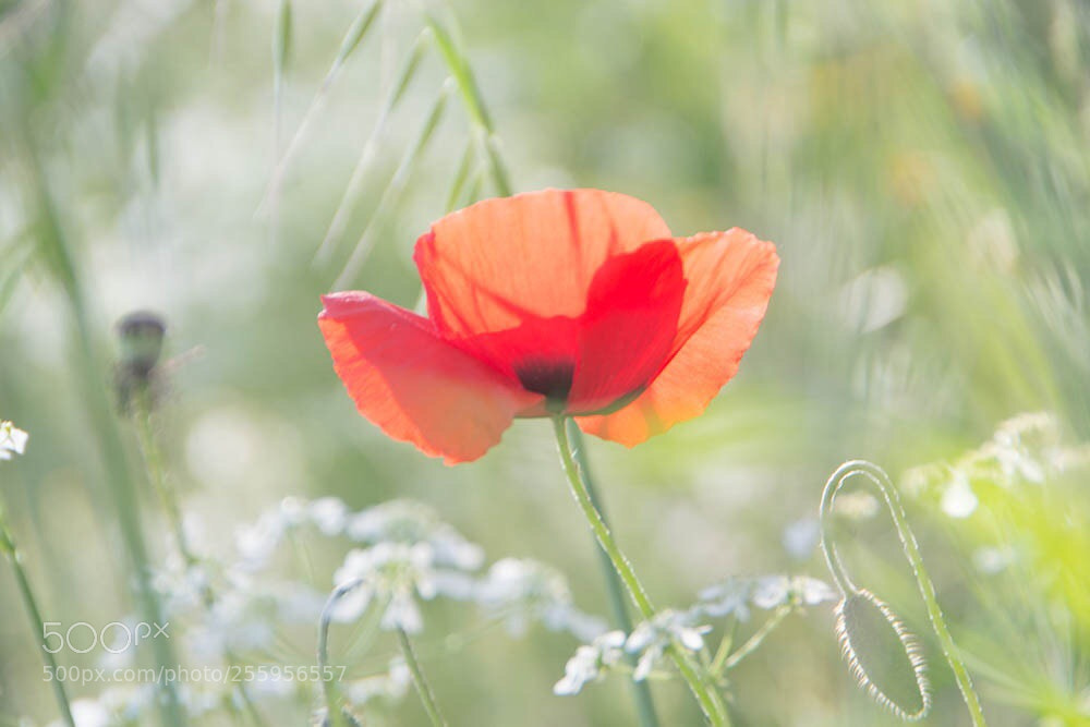 Nikon D3100 sample photo. Soft poppy photography