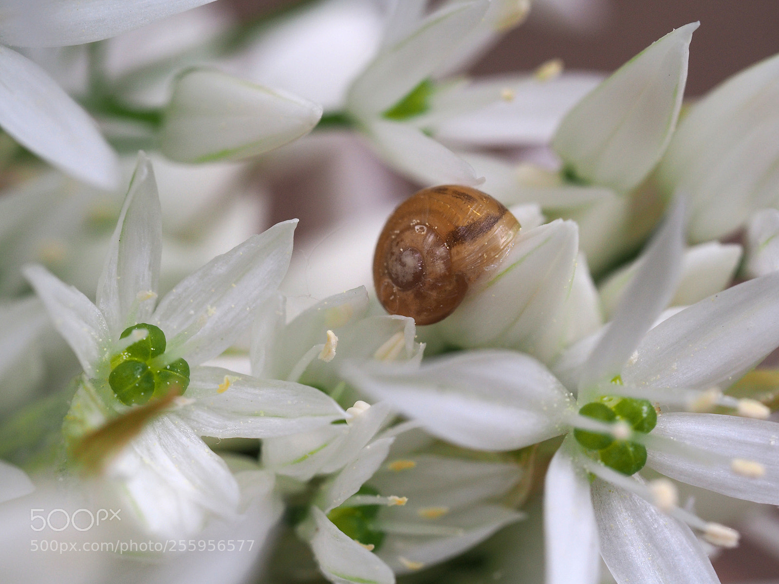 Olympus OM-D E-M10 sample photo. Snail garlic photography