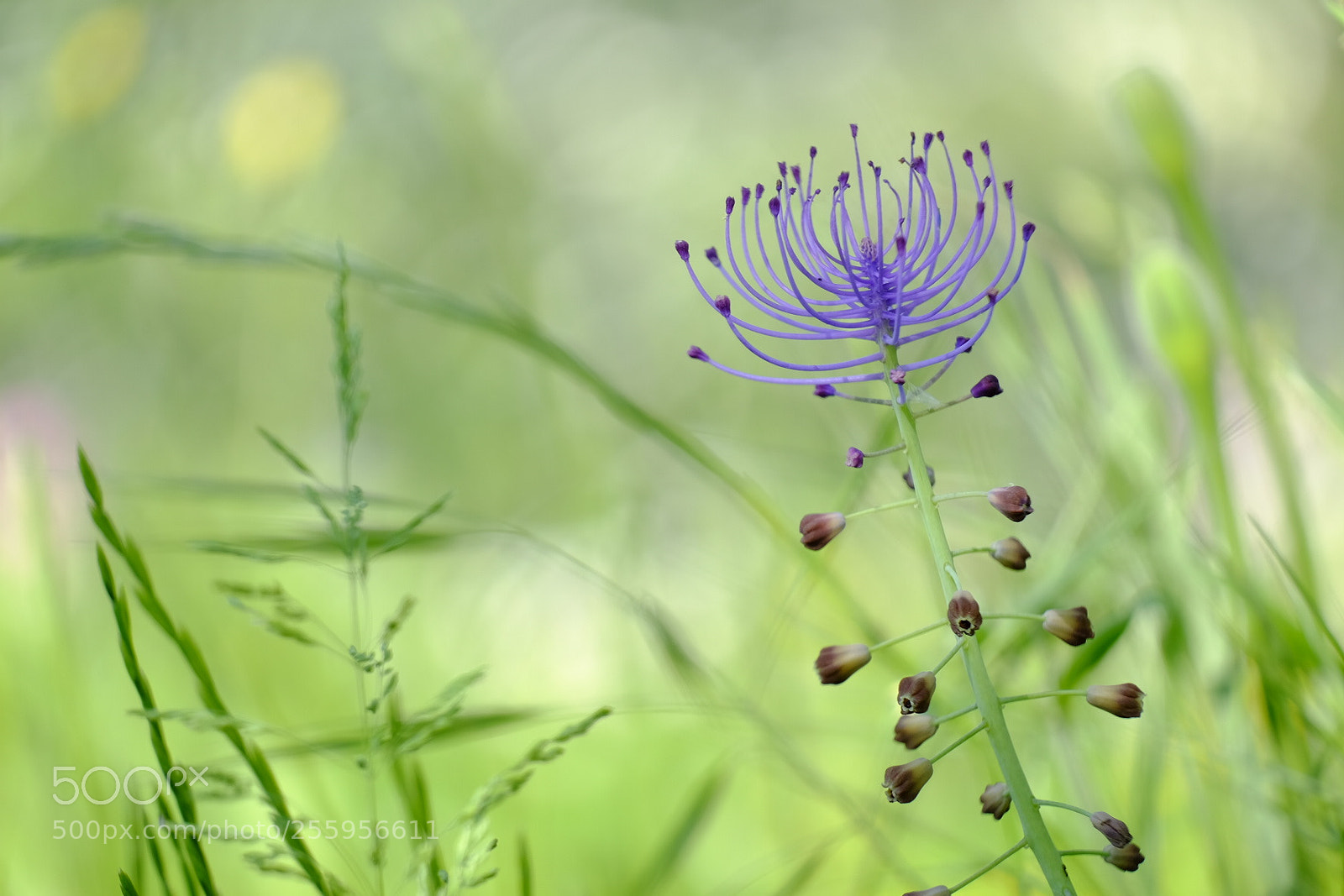 Fujifilm X-T1 sample photo. The thousands of unnamed photography