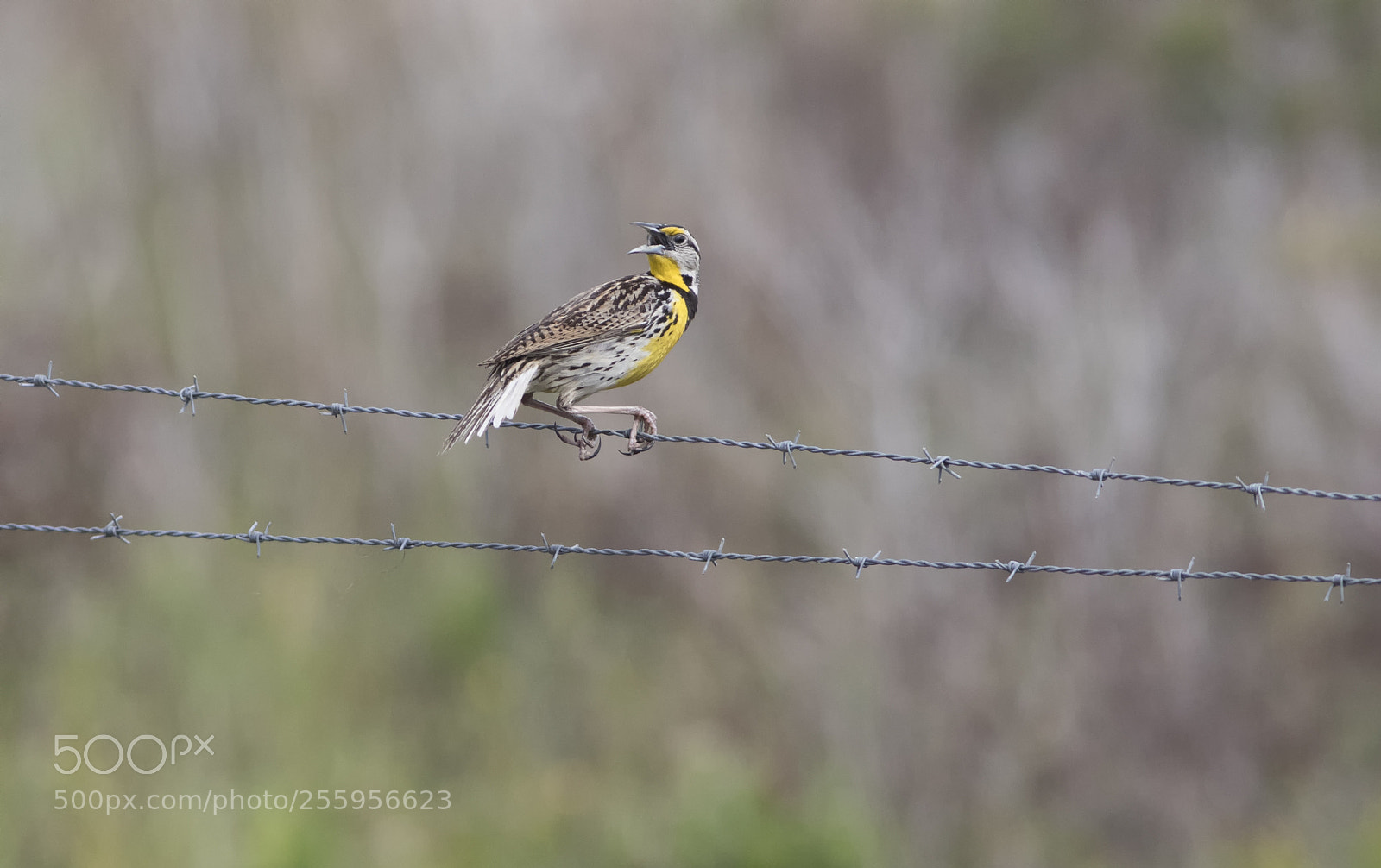 Canon EOS 7D Mark II sample photo. Eastern meadowlark barb wire photography
