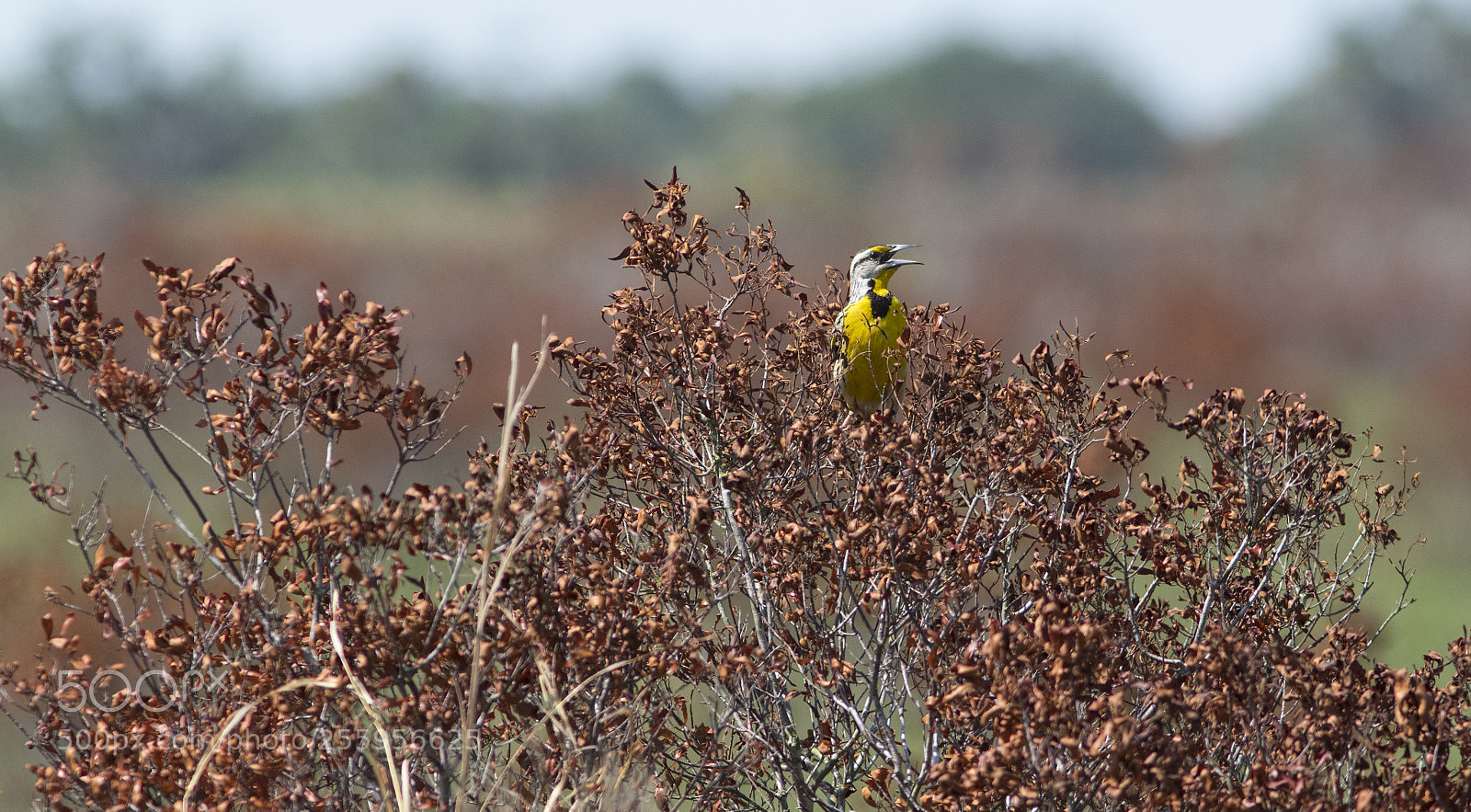 Canon EOS 7D Mark II sample photo. Eastern meadowlark on brown photography