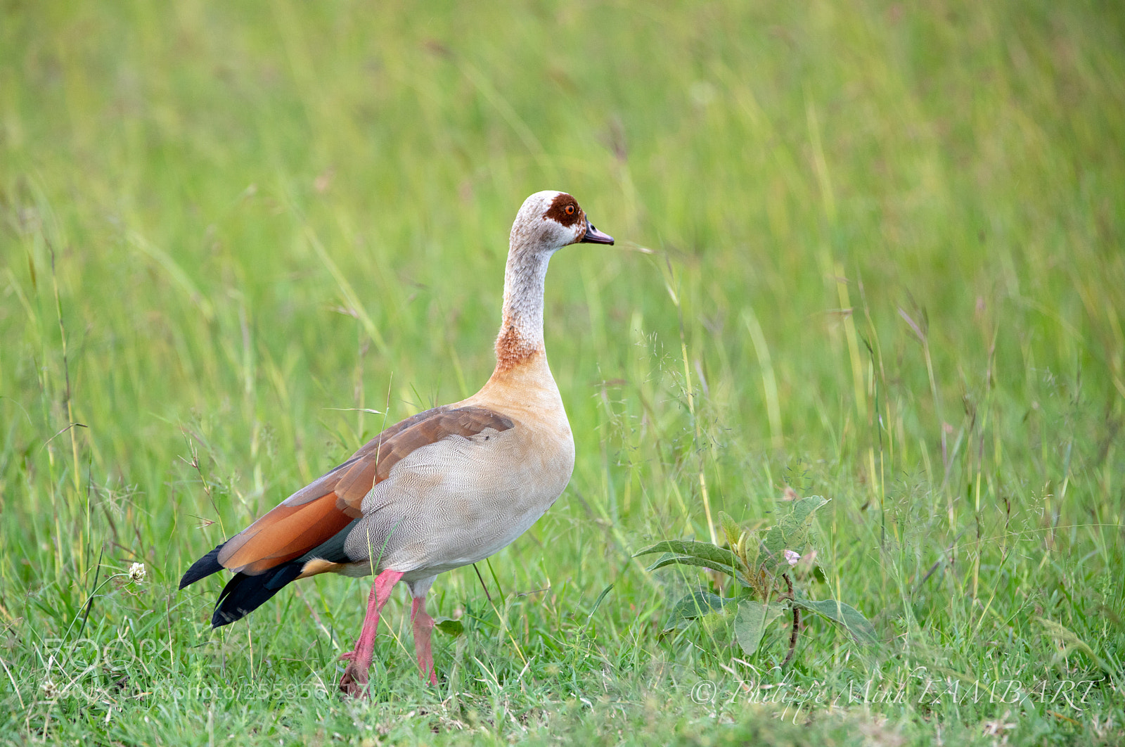 Canon EOS 5D Mark IV sample photo. Duck in masai mara photography