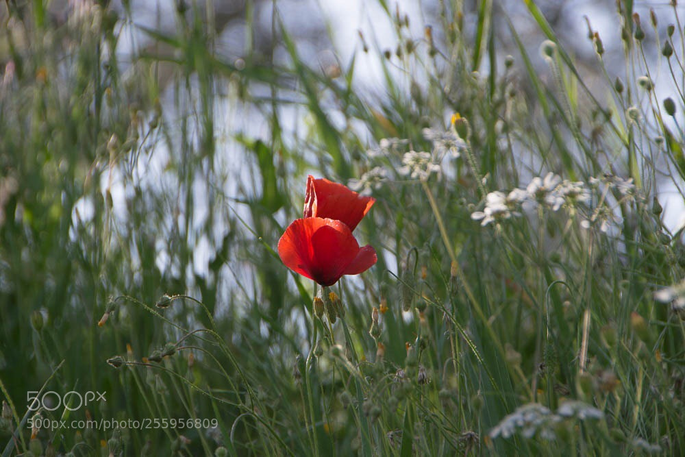 Nikon D3100 sample photo. Poppy  photography