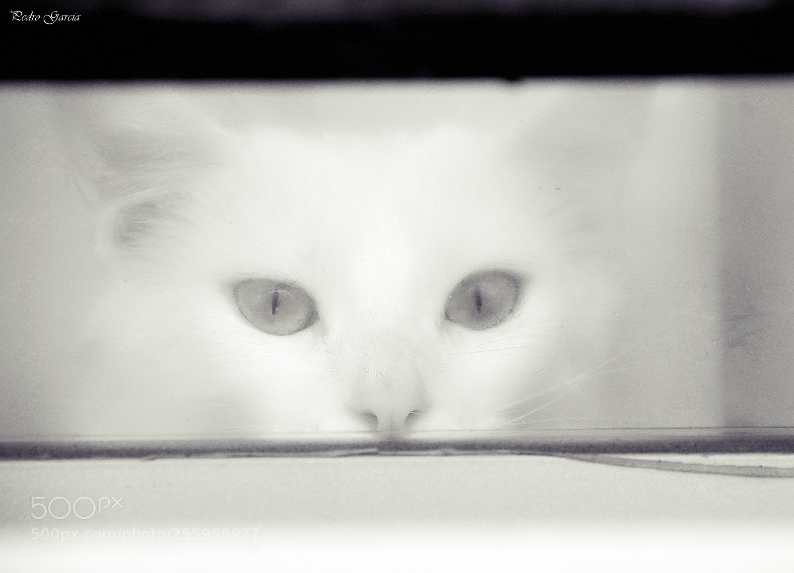 Nikon D7100 sample photo. Cat across the window photography