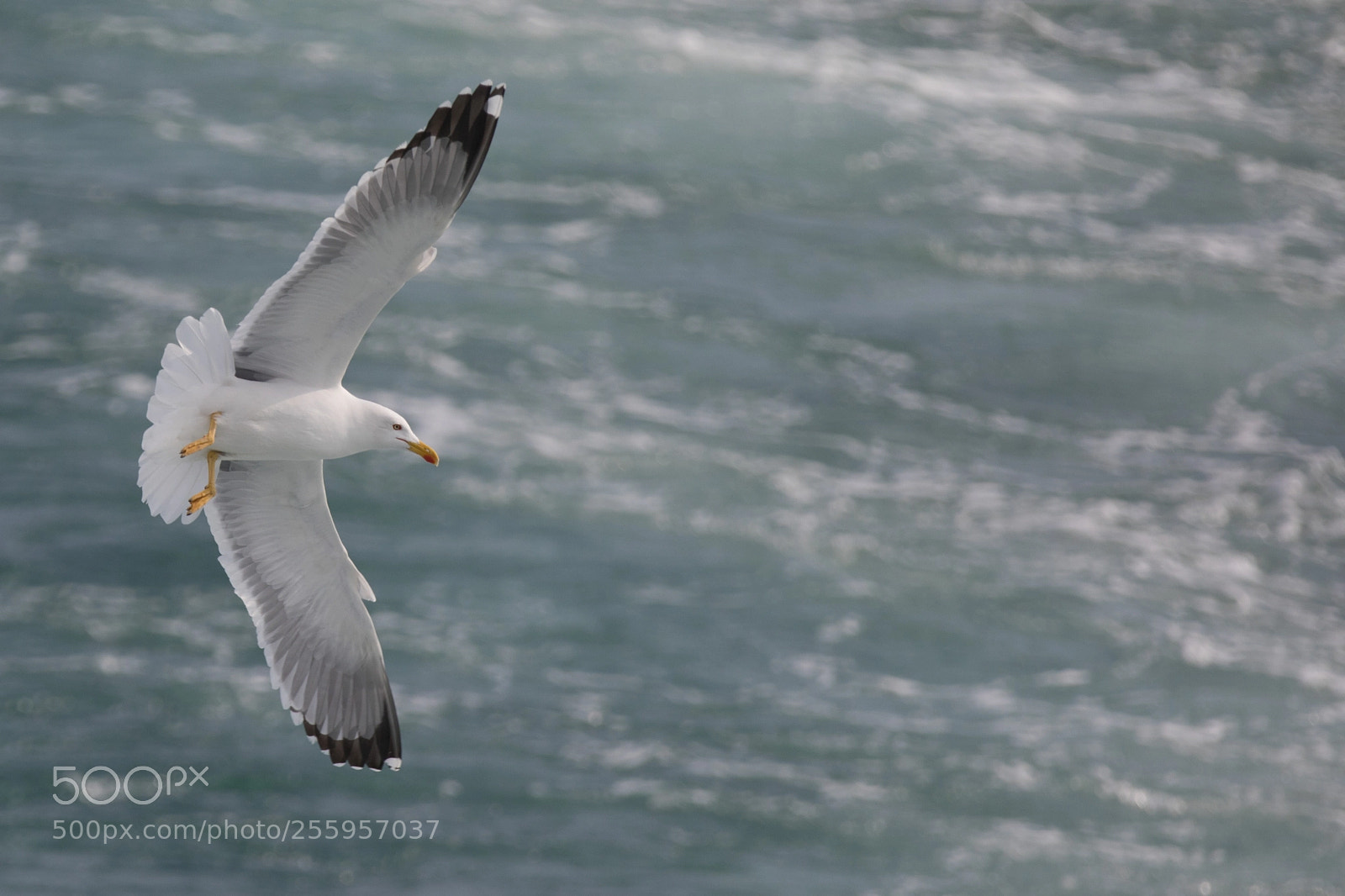 Canon EOS 5D Mark IV sample photo. Seagull photography